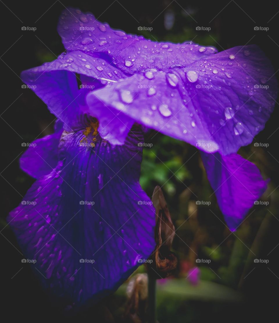 Iris flower in water drops