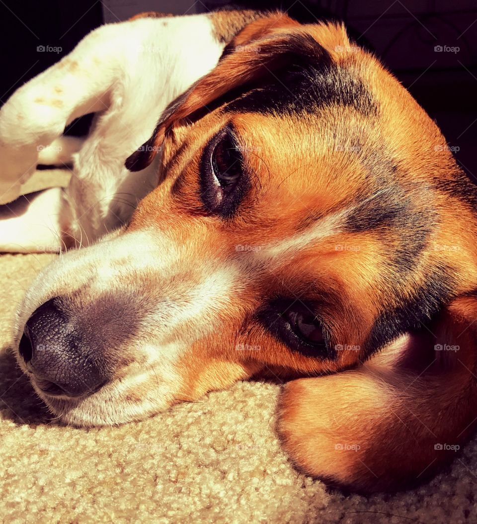 Sleepy Beagle.