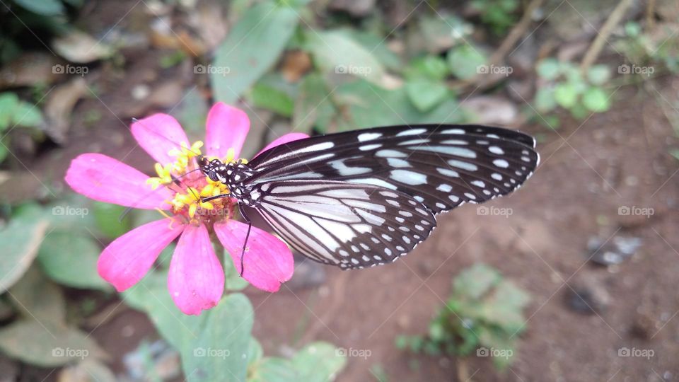 Beautiful butterfly perched on a blooming flower