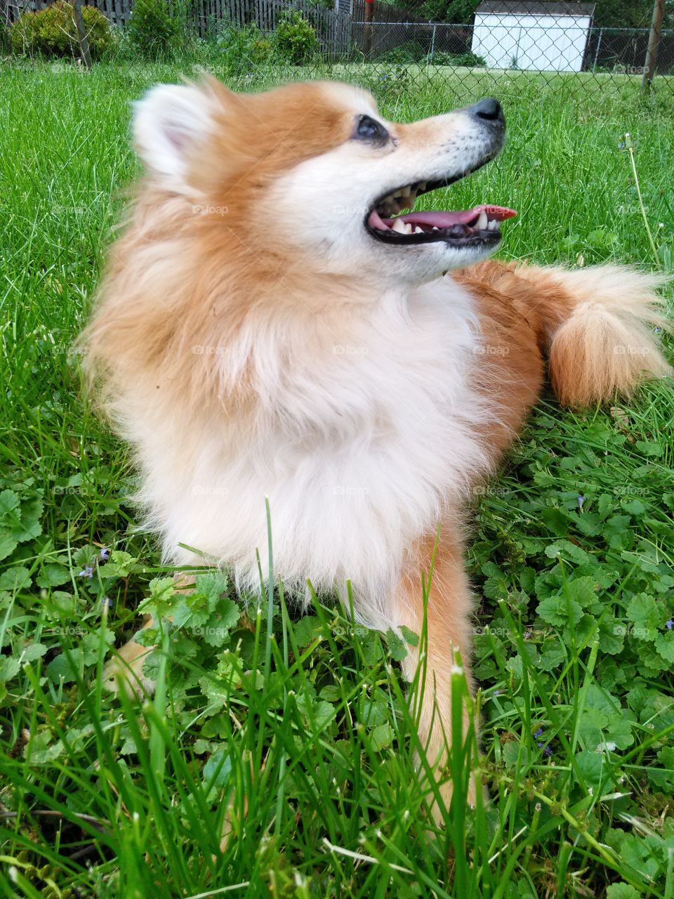 chopper. my Pomeranian