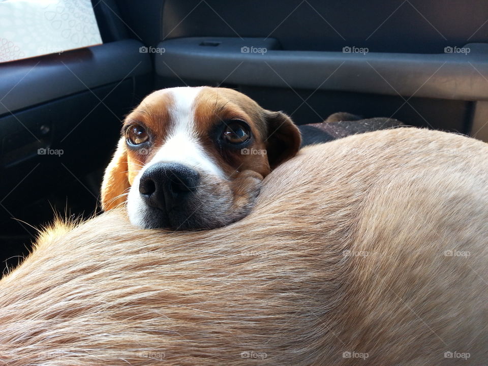 tired puppy. a beagle uses another dog as a pillow