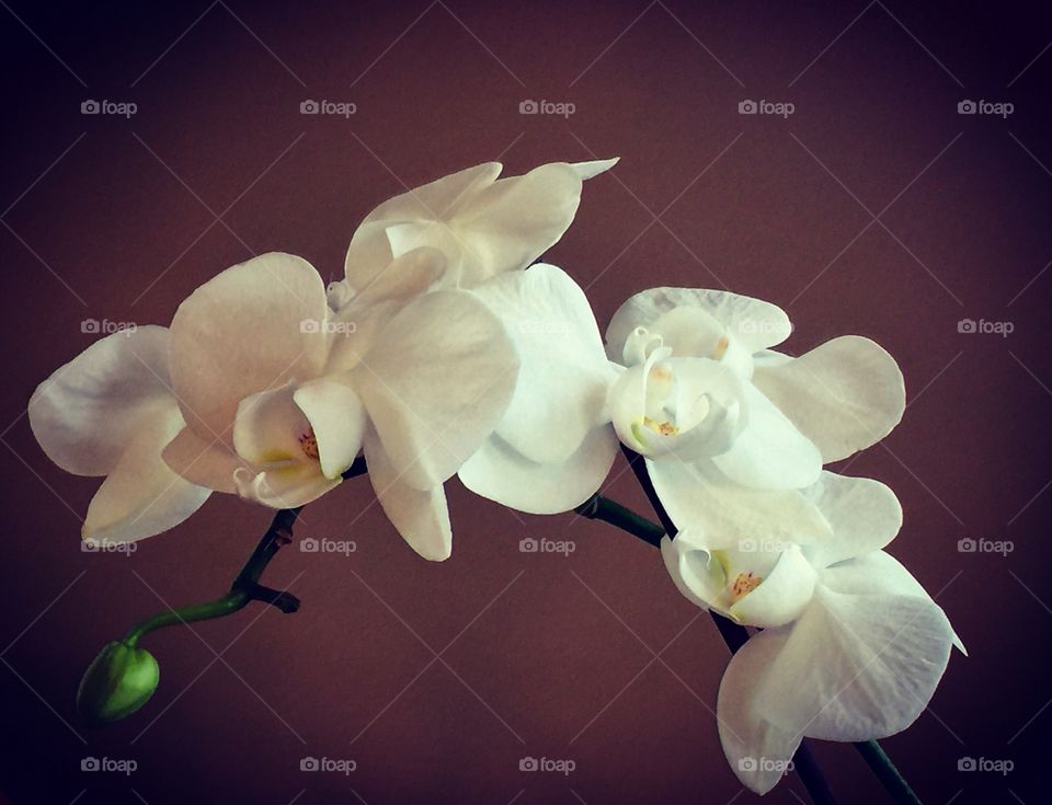 Orchid
