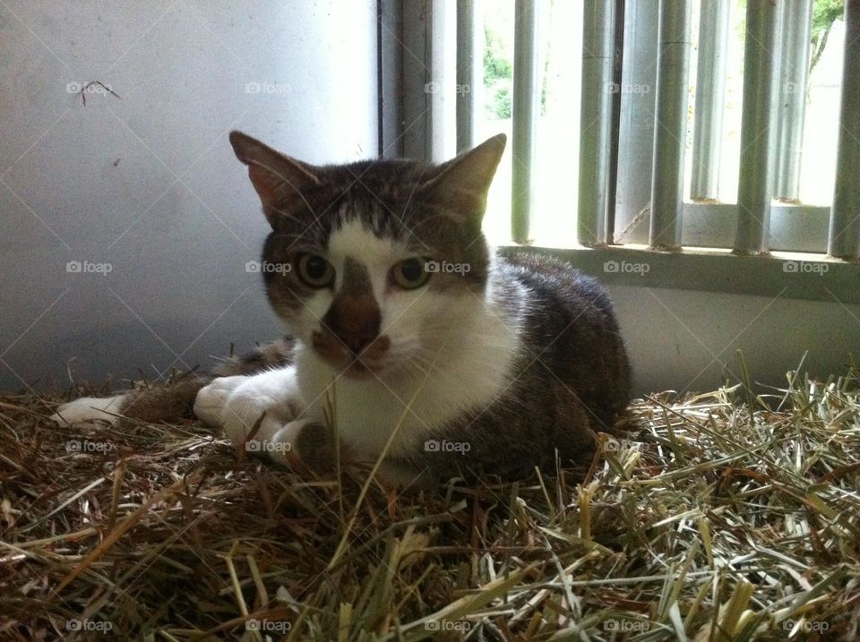 Barn cat