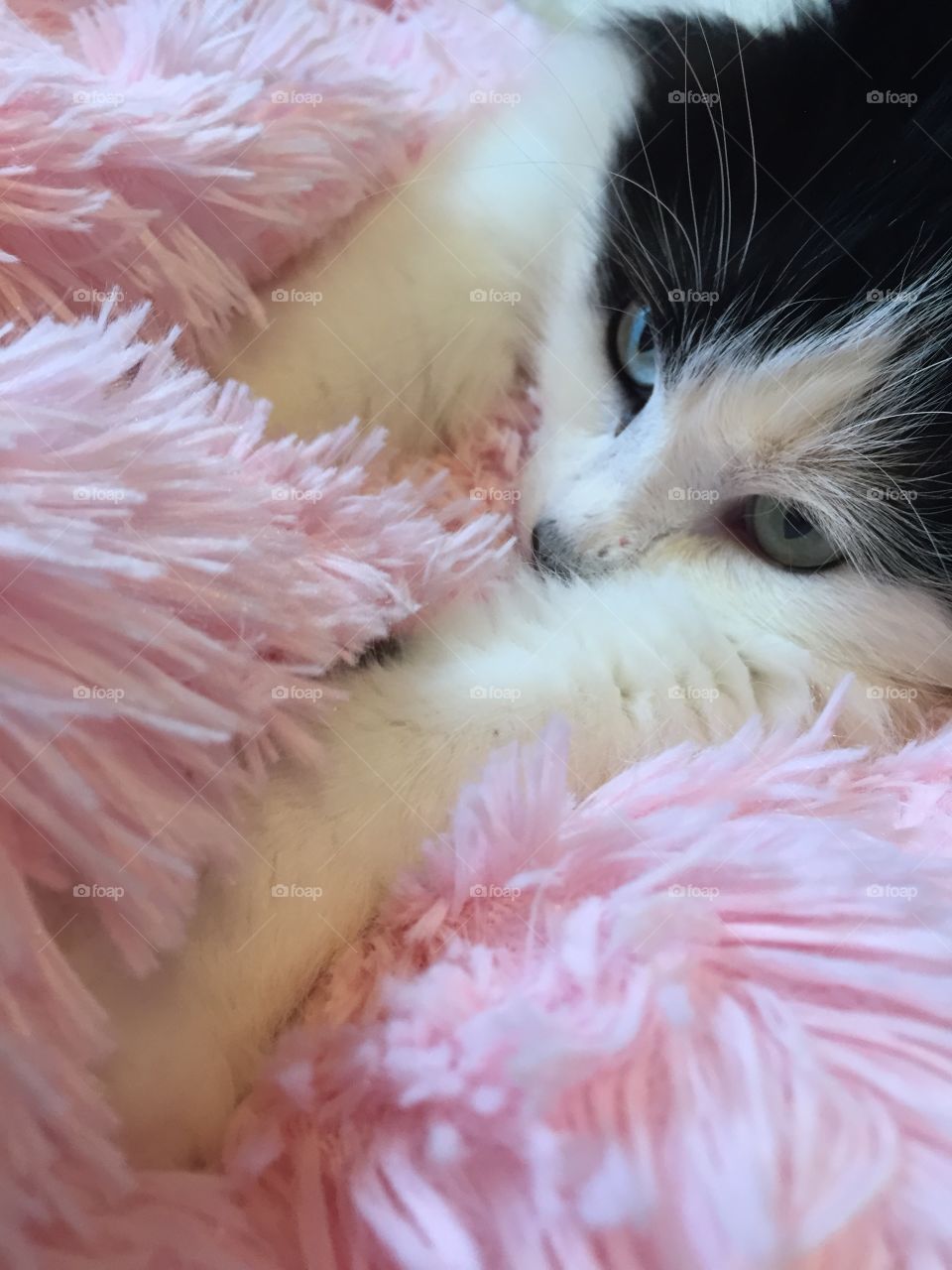 Sleeping Green Eyed Black And White Cat in Pink Furry Blanket