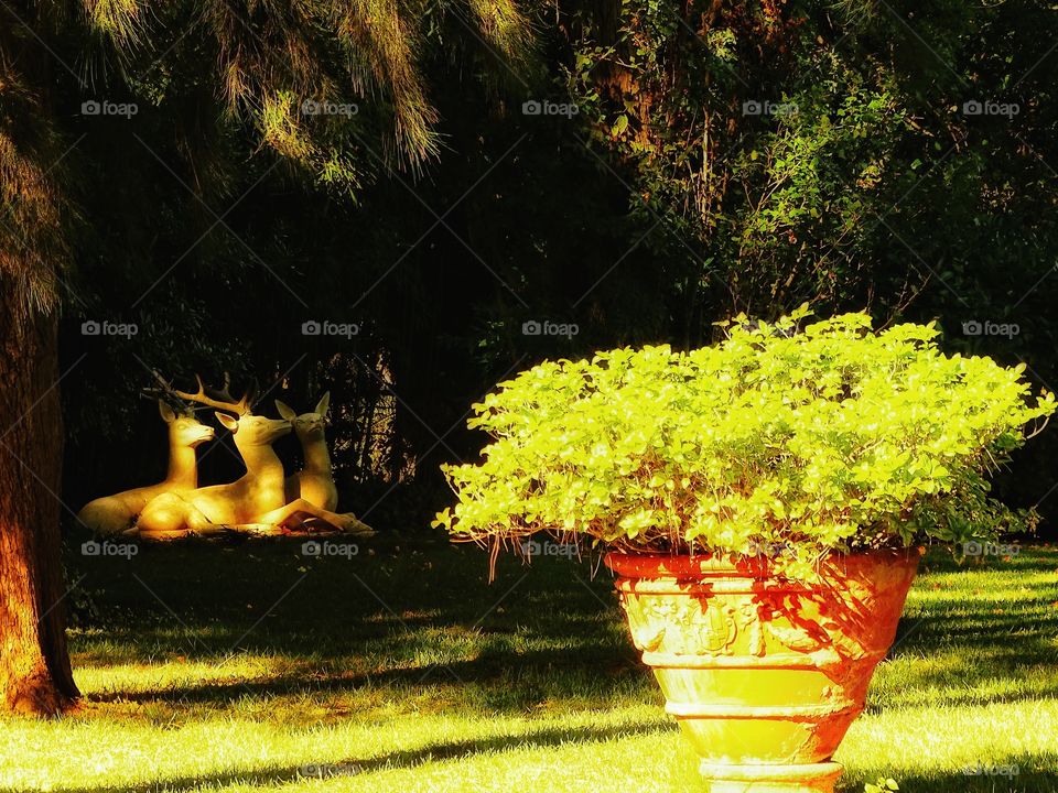 The deer in the shade