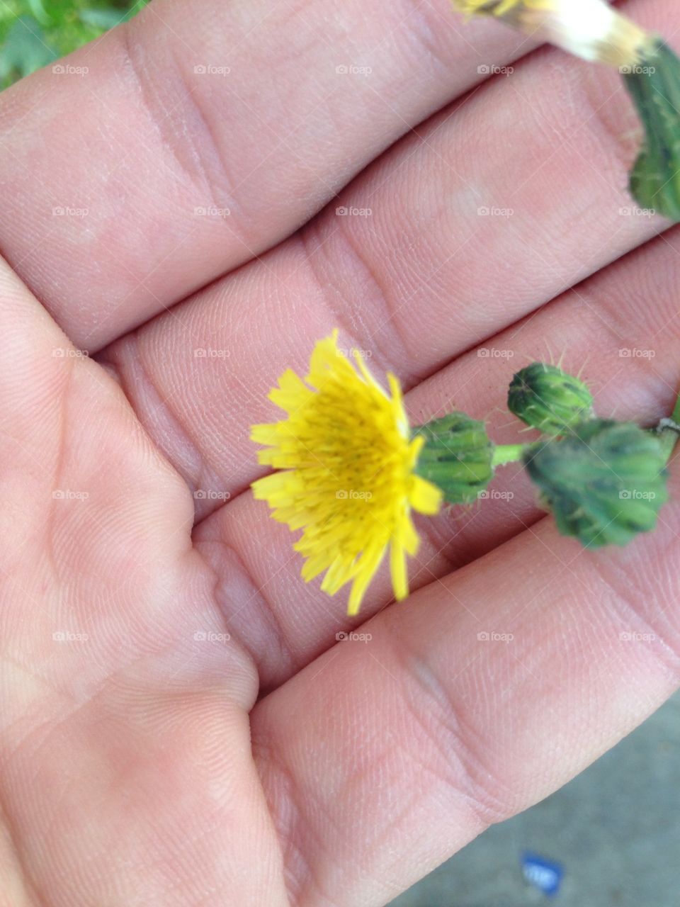 Small yellow flower over hand