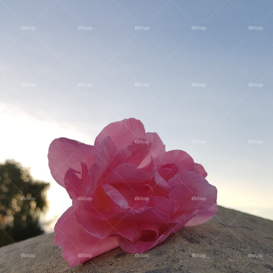 Pink rose On stone