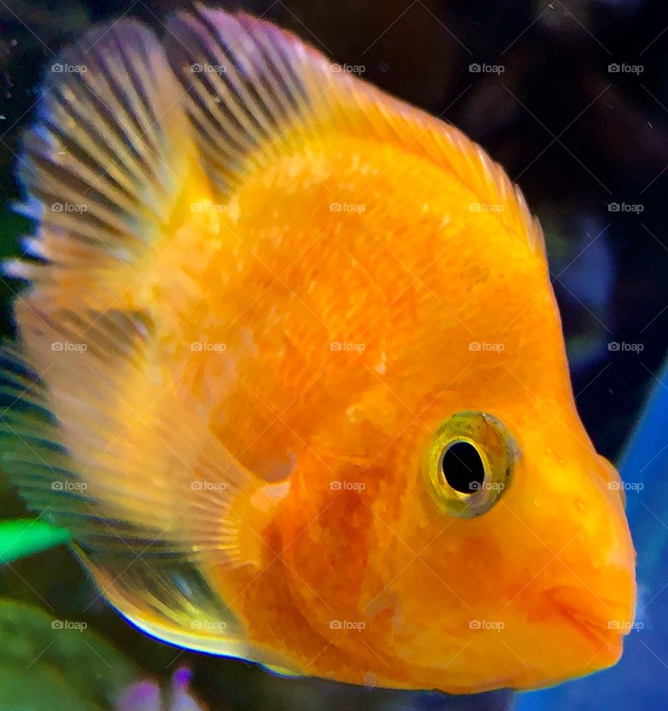 Orange cichlid—taken in Hammond, Indiana 