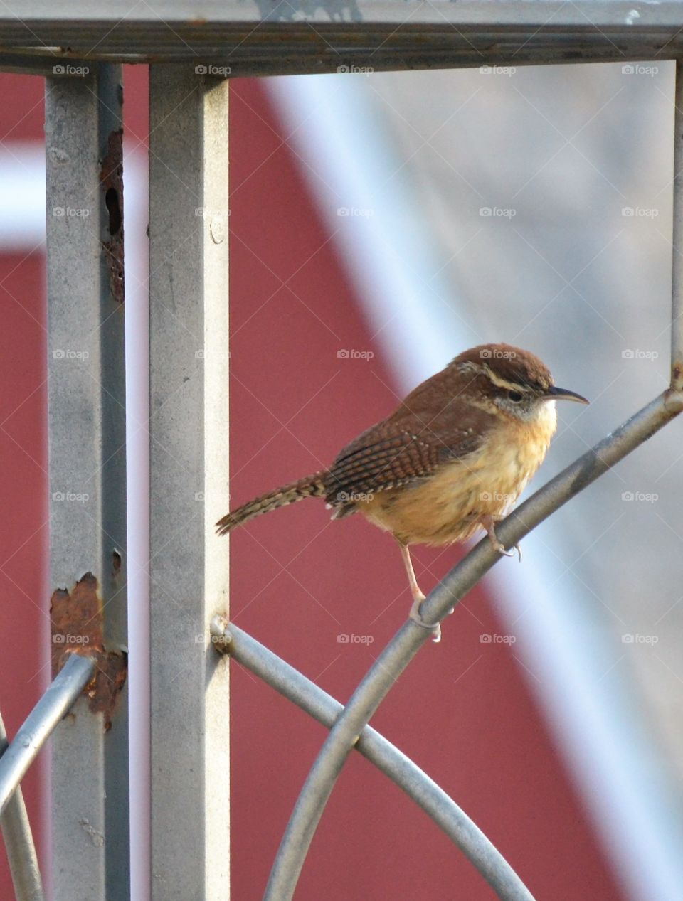 wren