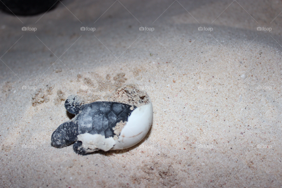 akumal beach nature sand by Elina