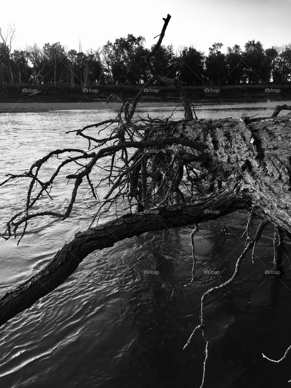 Fallen tree 