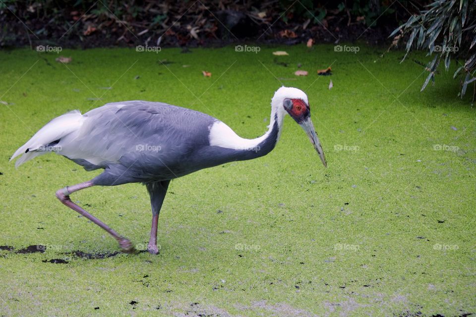 White-naped Crane