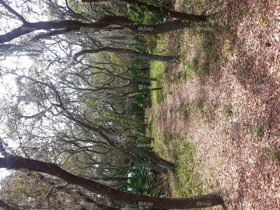 Wander. I wander the woods to find peace within myself. 