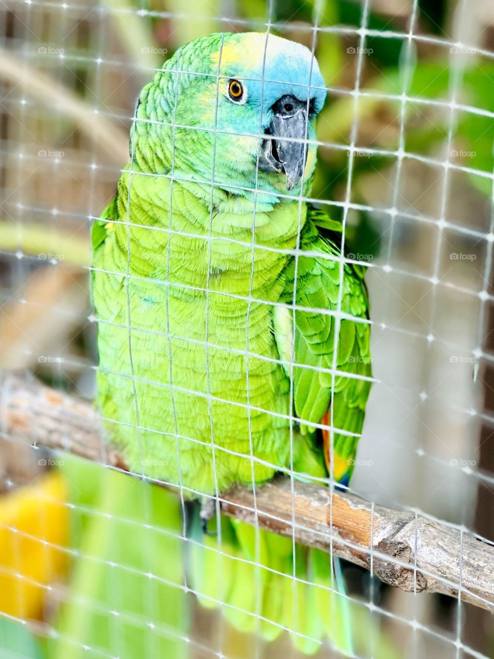 Papagei in fantastischen grünen Gefieder. 