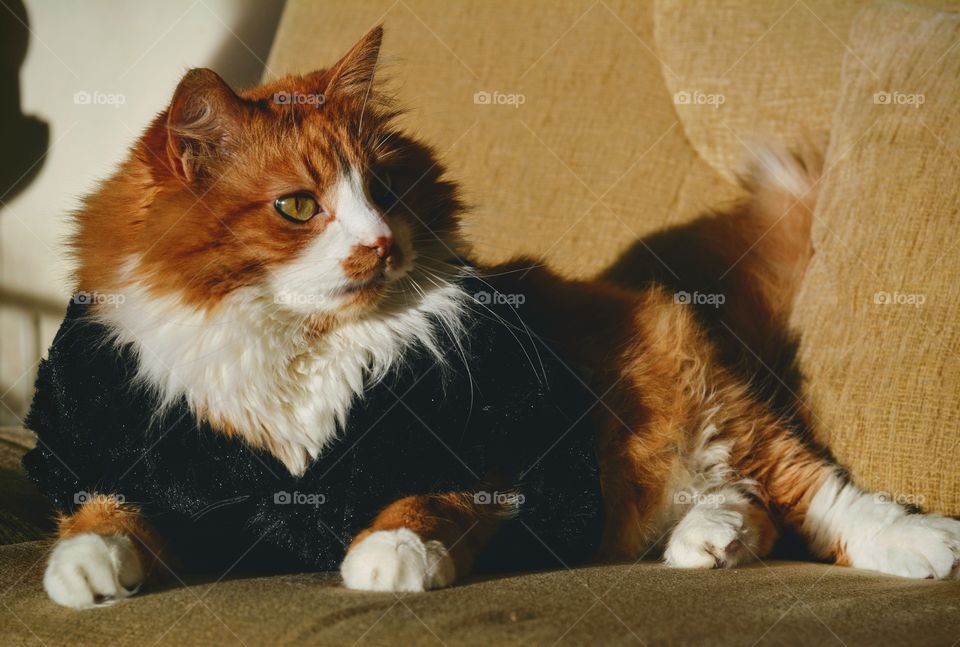 ginger cat funny portrait in sweater relaxing home, cozy winter