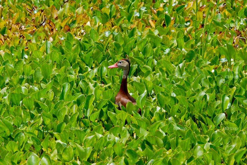 leaves water lake duck by dslmac2