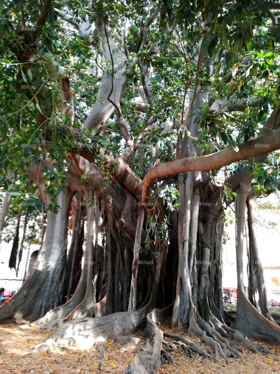 Ancient tree