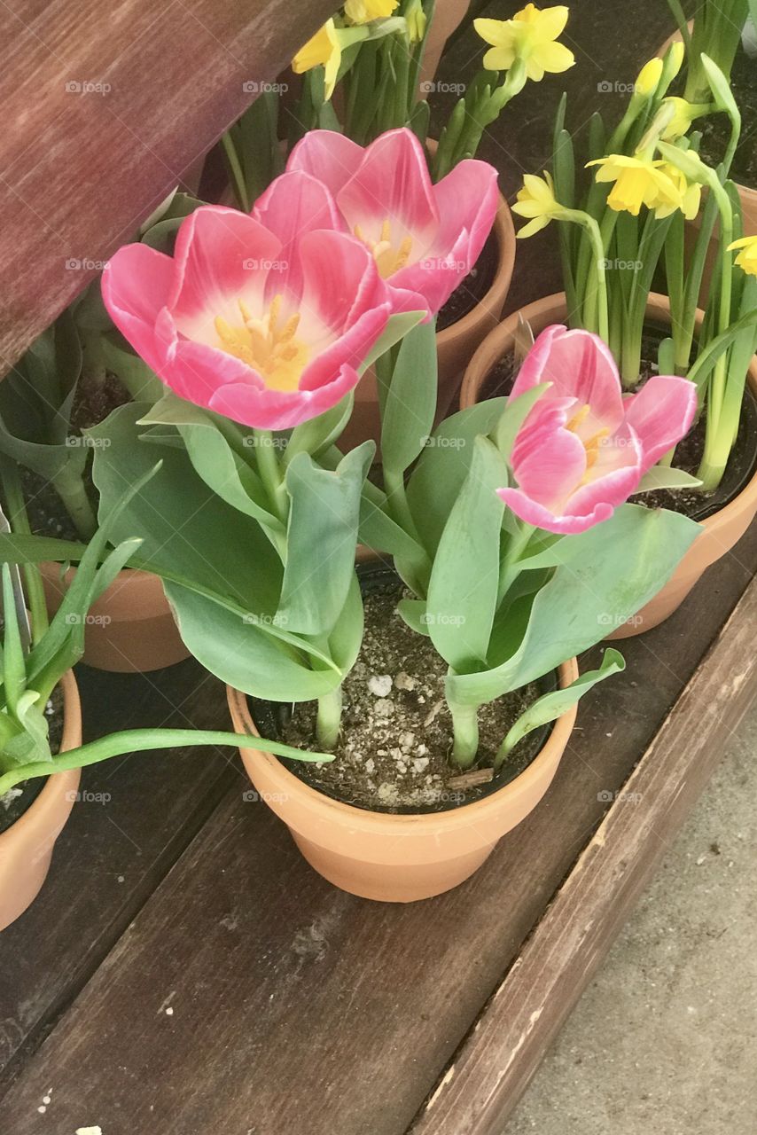 Lovely pink and yellow flowers in bloom on a warm spring day at the market located in USA, America 