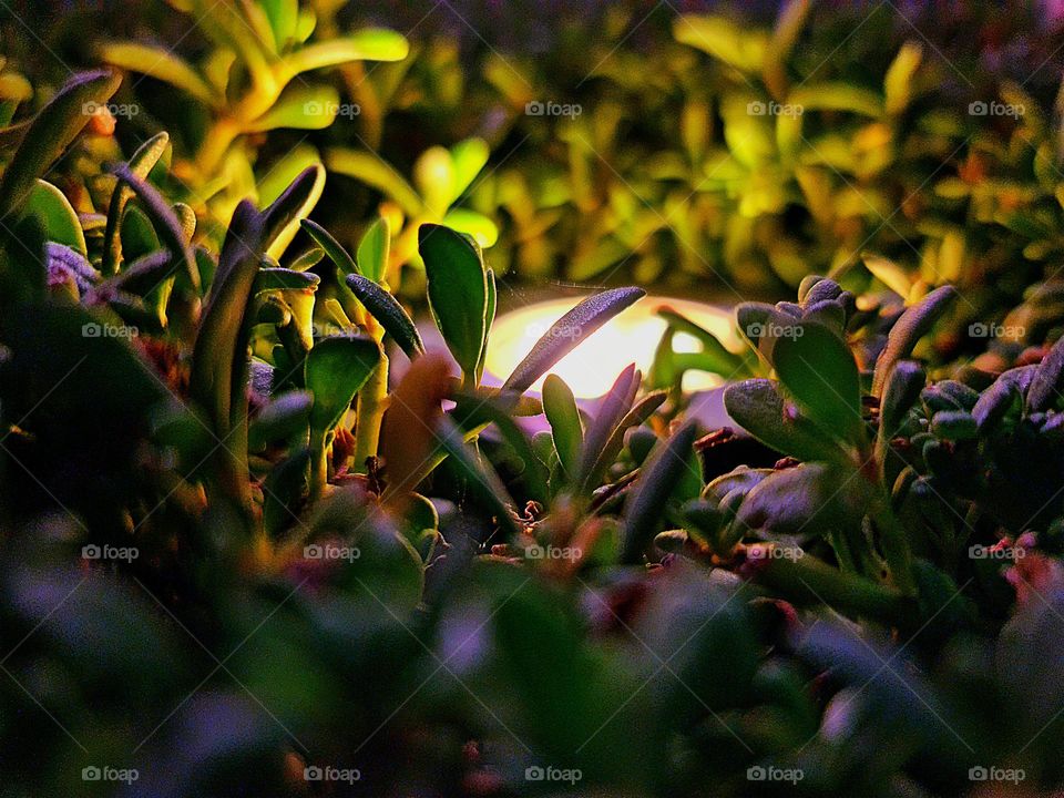 NATURE always wears the colors shutterstock of the
SPIRIT...