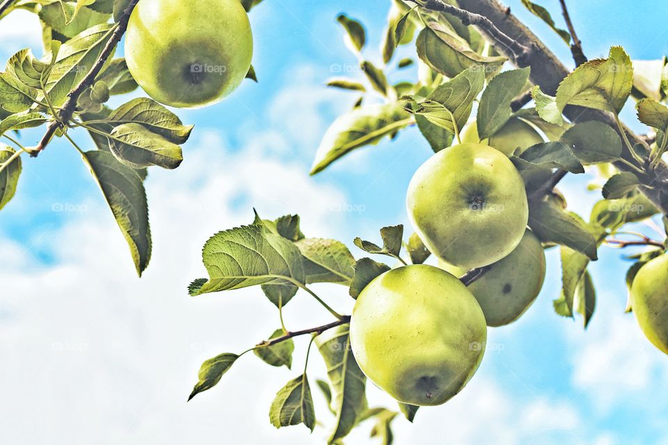 Fruit, Leaf, Branch, Nature, Food