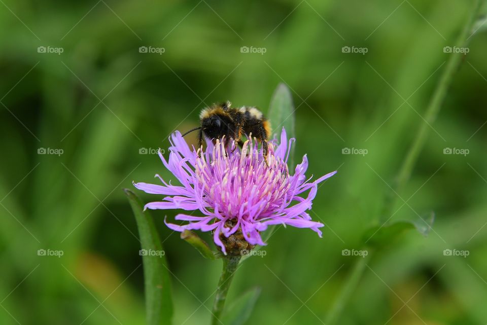 Bee and flower 