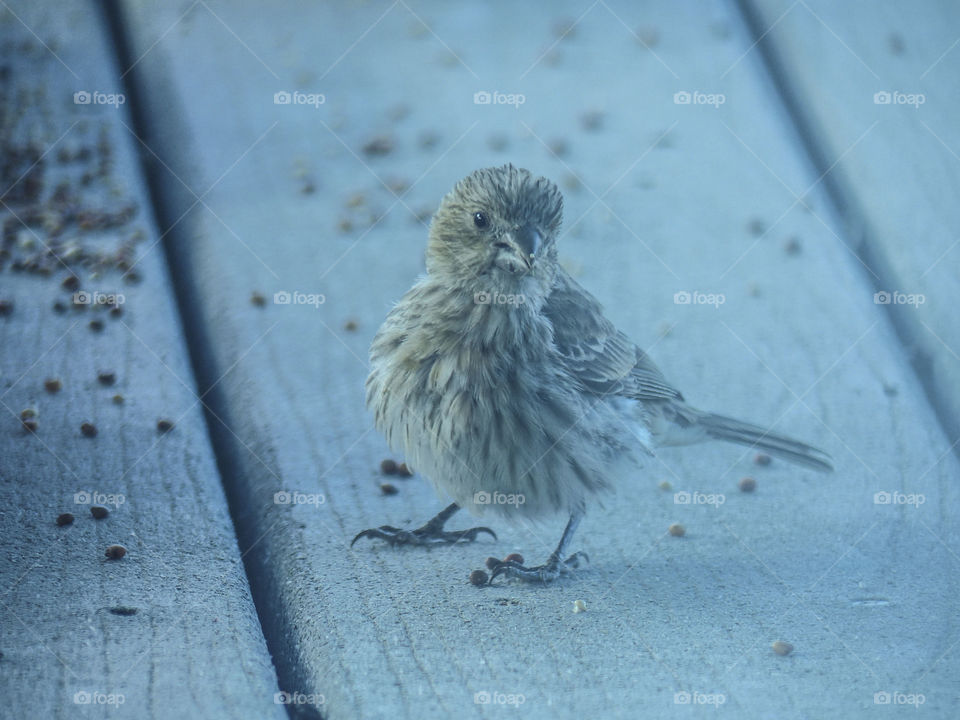 Close-up of wild bird