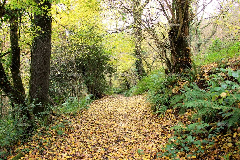 Follow the yellow leaf road