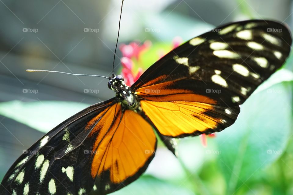 Tropical Butterfly Macro Photography
