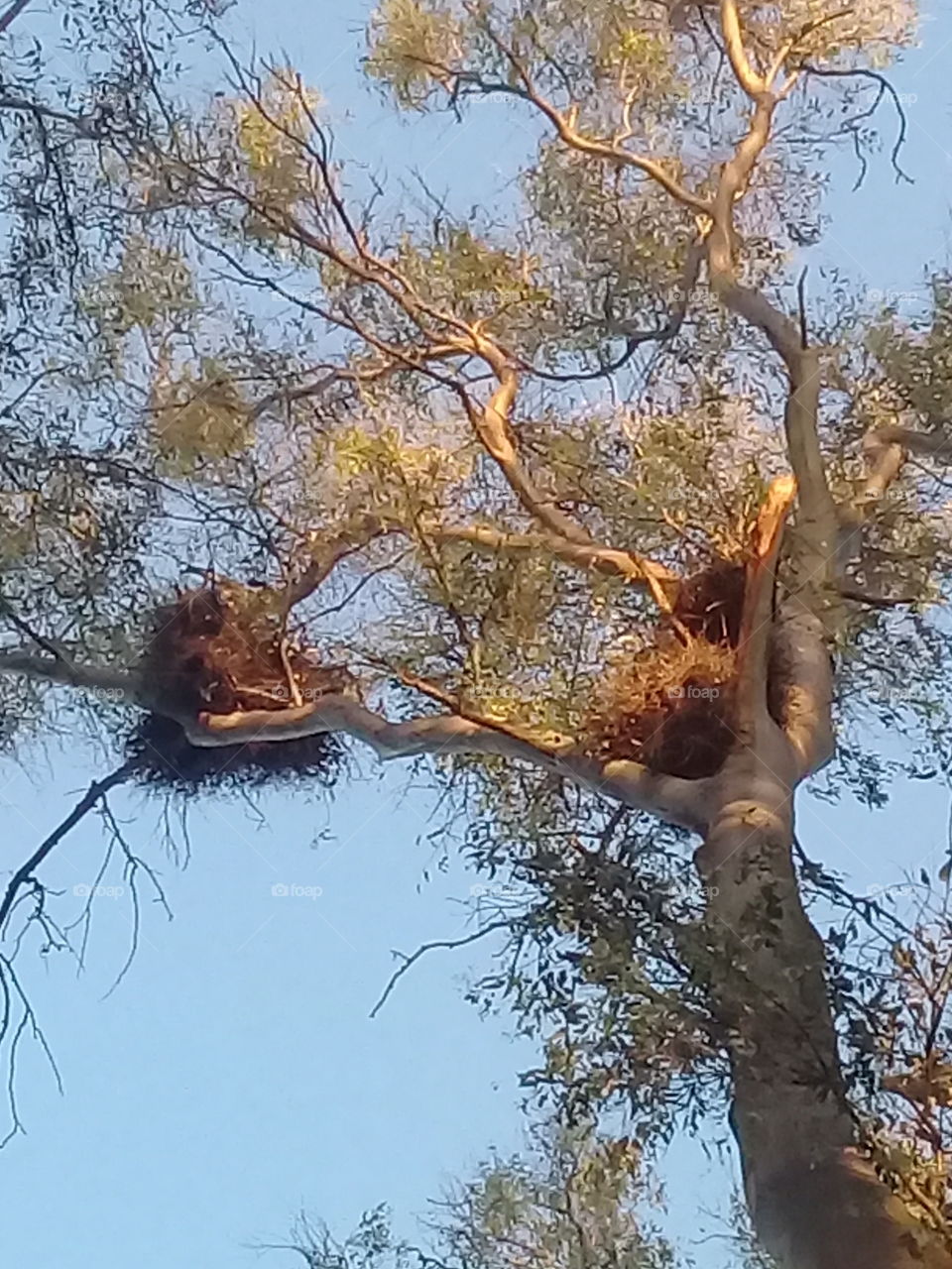 nidos de pájaros en la cima de un árbol añoso de eucalipto (General Rodríguez,provincia de Buenos Aires.Argentina)