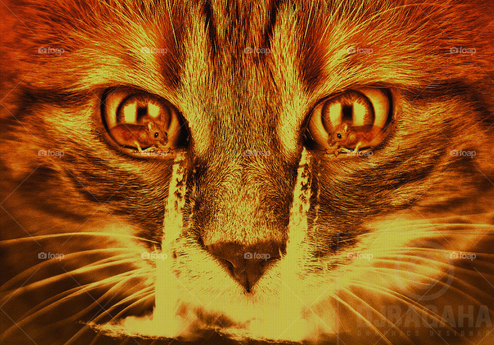 #art #cat #rat #color #fantacy #manipulation #creative #Environment #Effect #design  #photomixing #ps #editing #photoshop #GraphicDesign #Edits