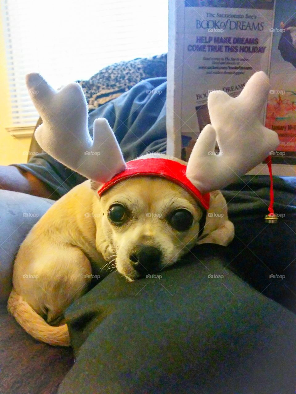 Chihuahua wearing reindeer antlers and sitting on master's lap