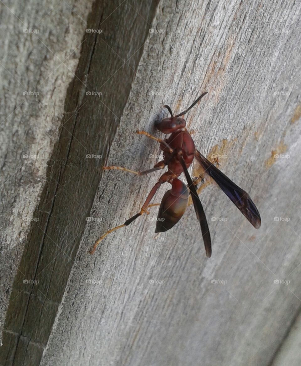 wasp close-up