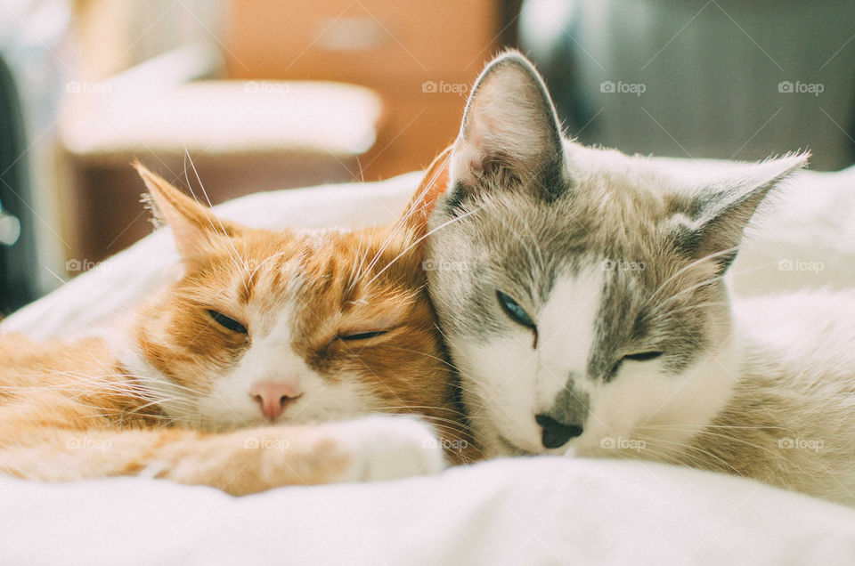 Close-up of two lazy kittens