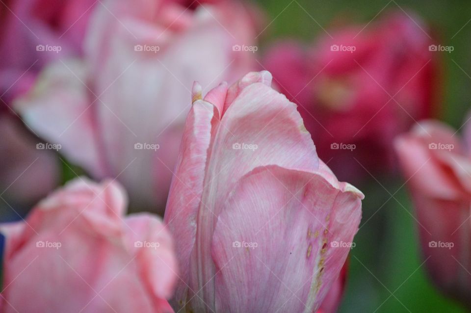 Easter Tulips 2