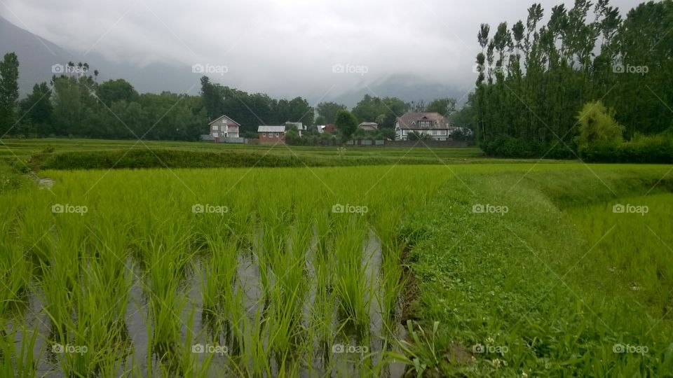 crop fields