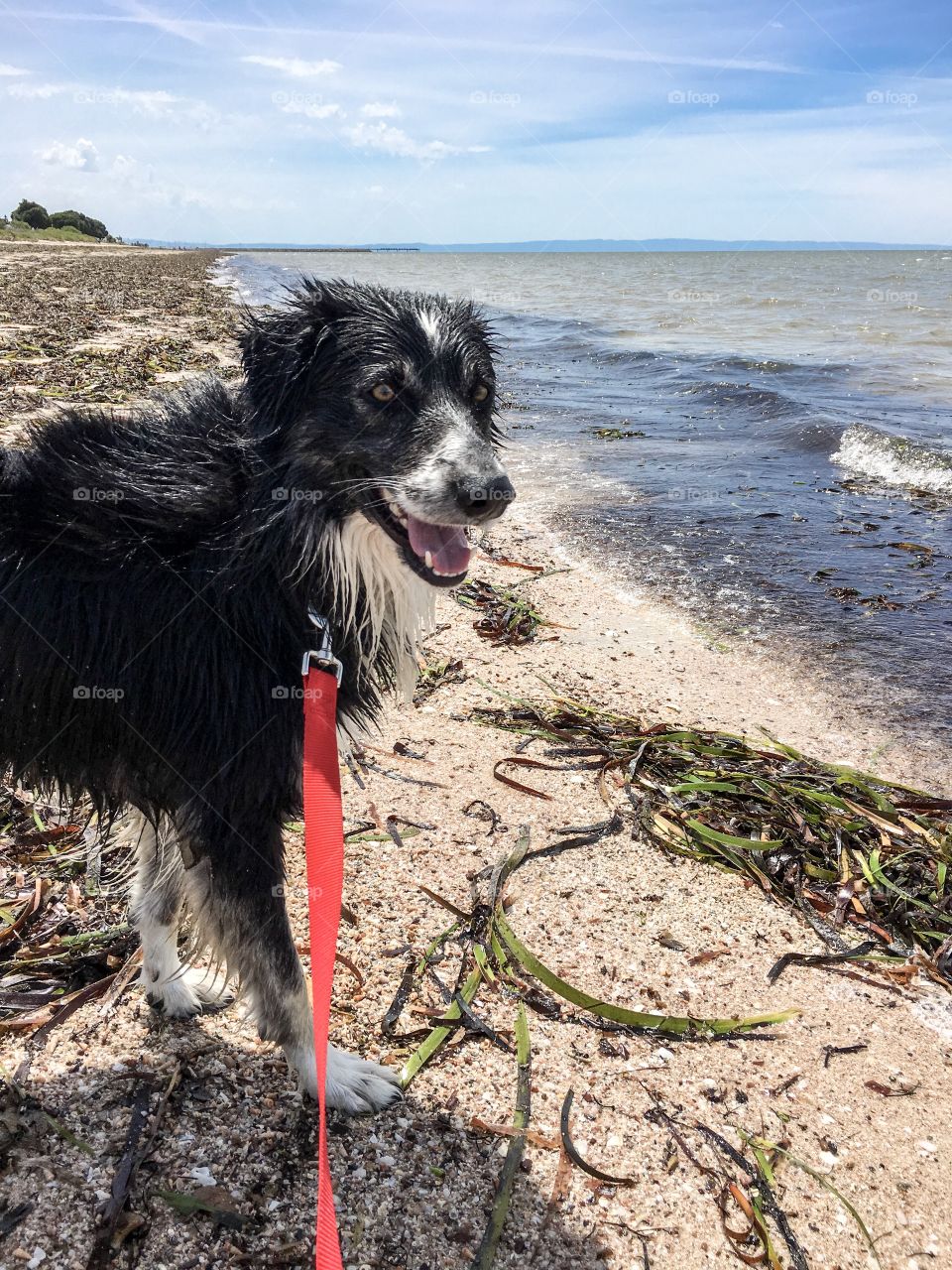 A walk with my border collie sheepdog along the seashore in south Australia 