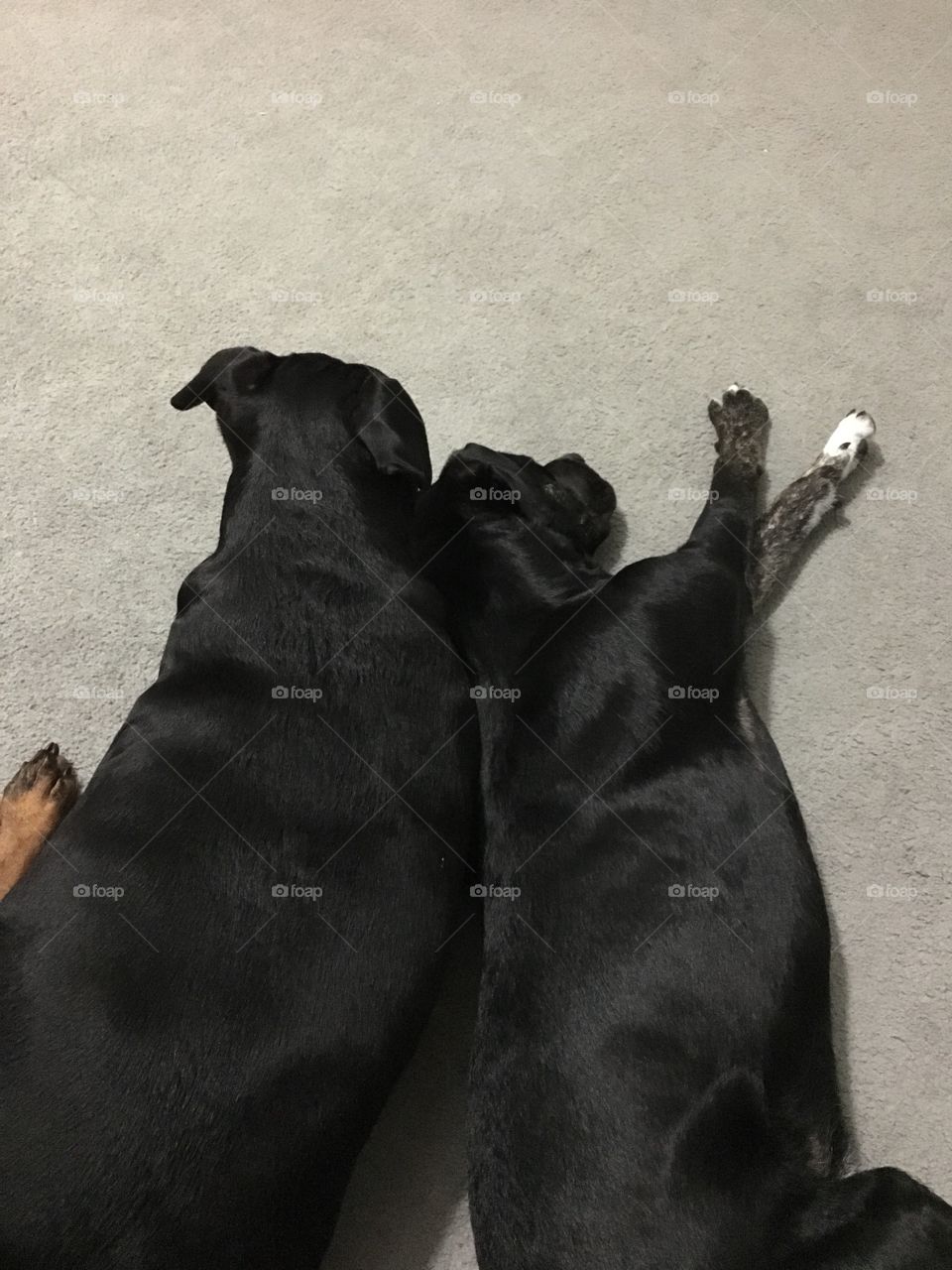 Two brothers , my dog with his adopted lil brother that we picked up that  got thrown out on my street before the hurricane hit.