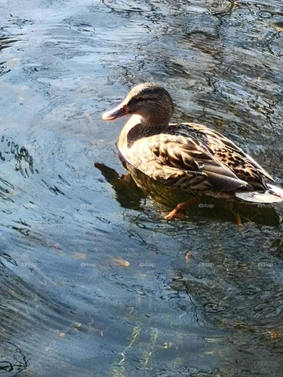 Duck on a lake