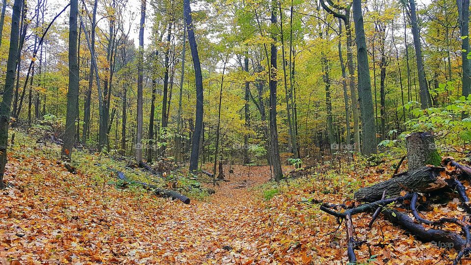 Autumn trees in forest