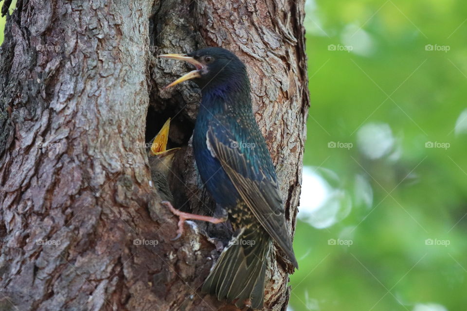 Bird feeding baby bird 