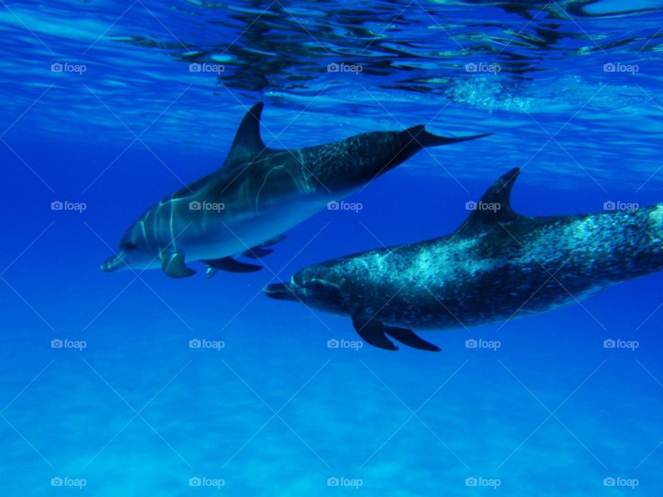 Wild dolphins 