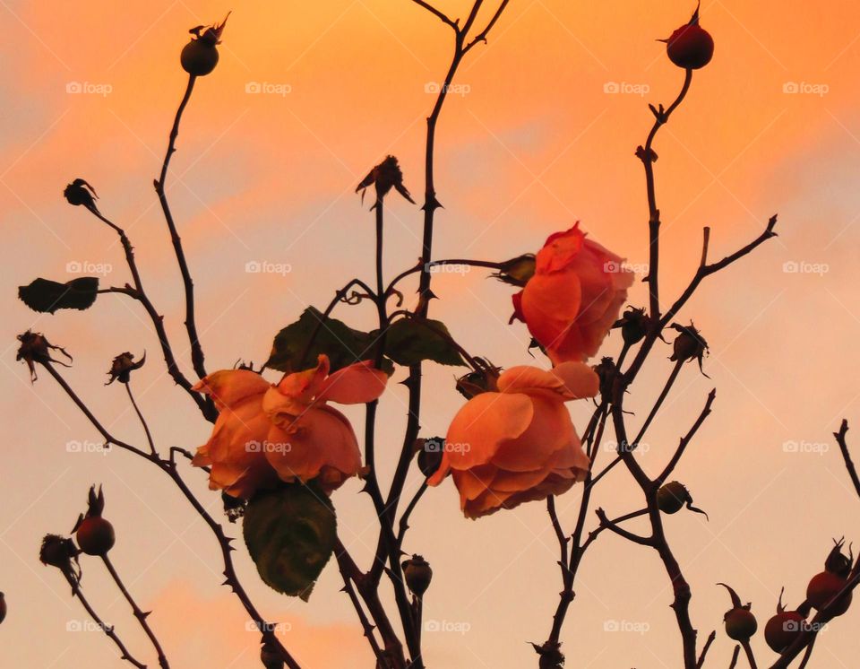 roses in dusk