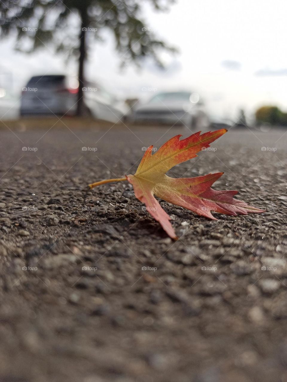 Lonely autumn leaf on the asphalt