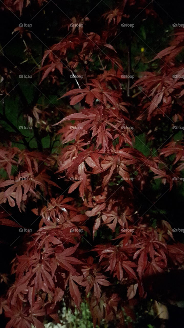 Red tree at night