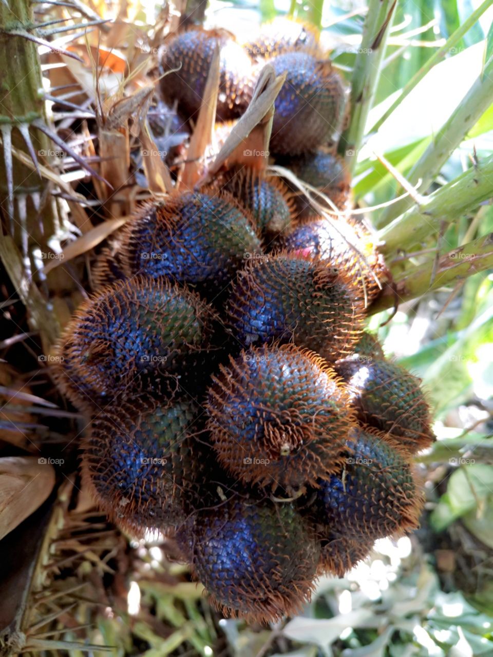 Salak