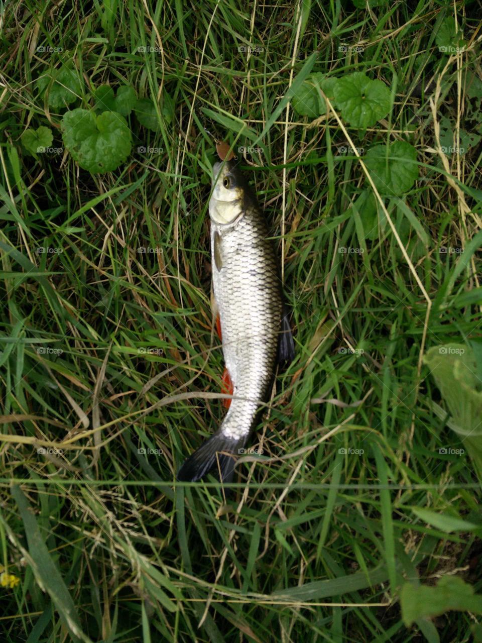 Directly above shot of dead fish on grass