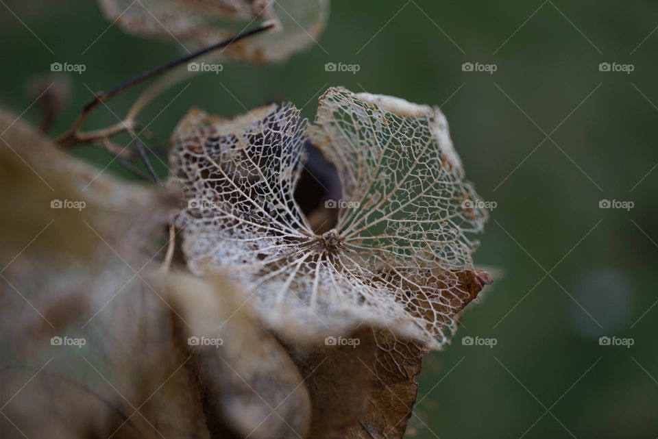 decaying Hydrangea petals