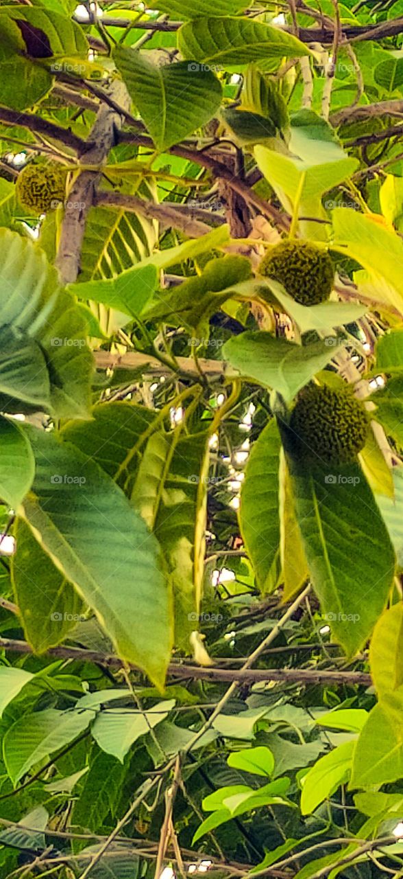 Kadamb Tree/ Burflower Tree