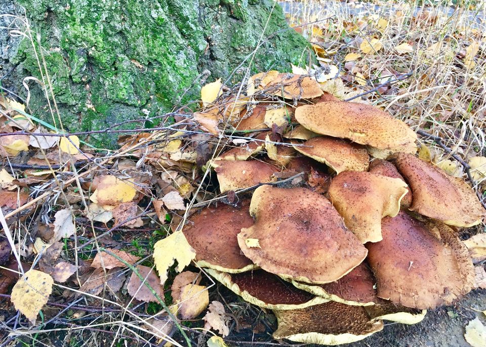 Last season mushrooms