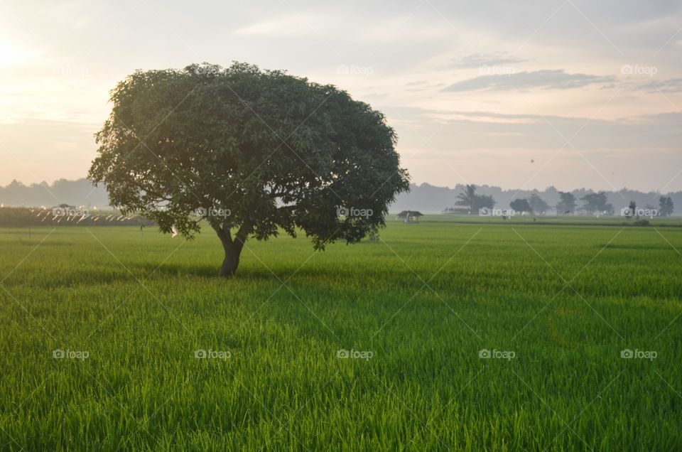rice field panorama
